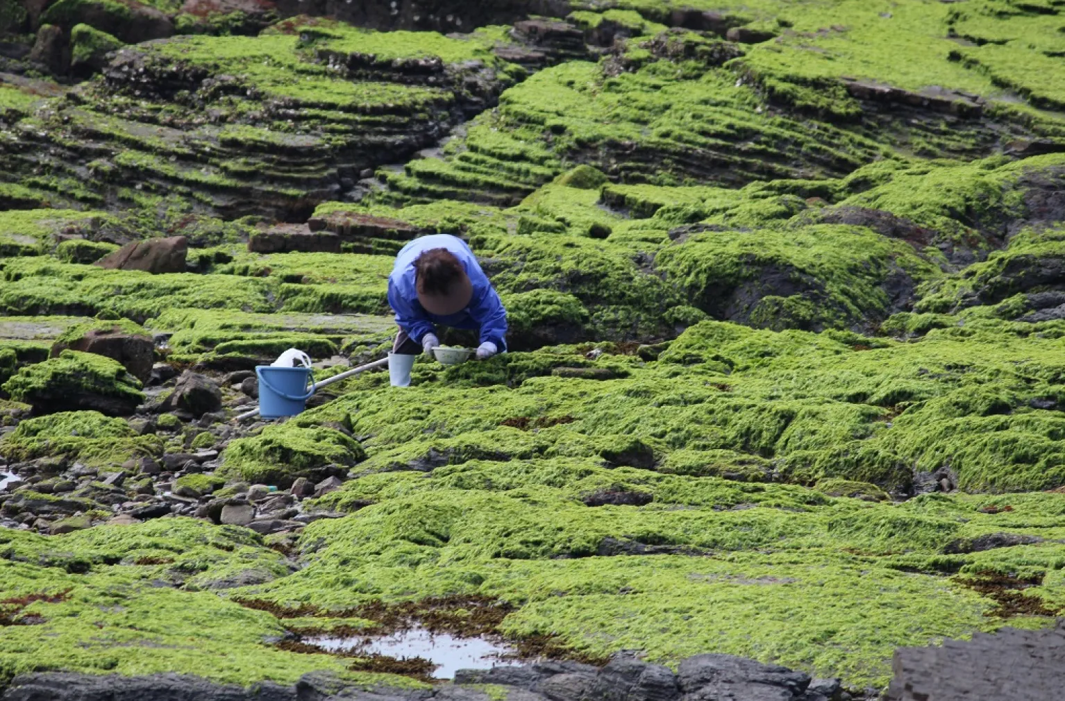 だし醤油でつくったカマダの海苔佃煮 イメージ画像