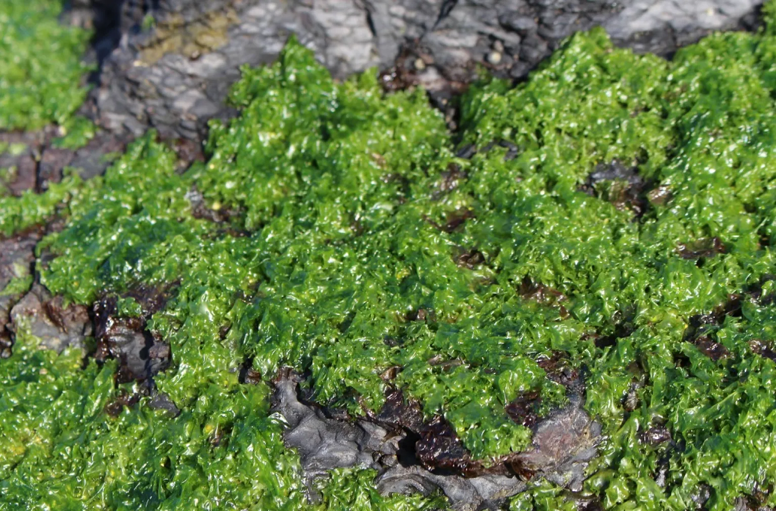 だし醤油でつくったカマダの海苔佃煮 イメージ画像