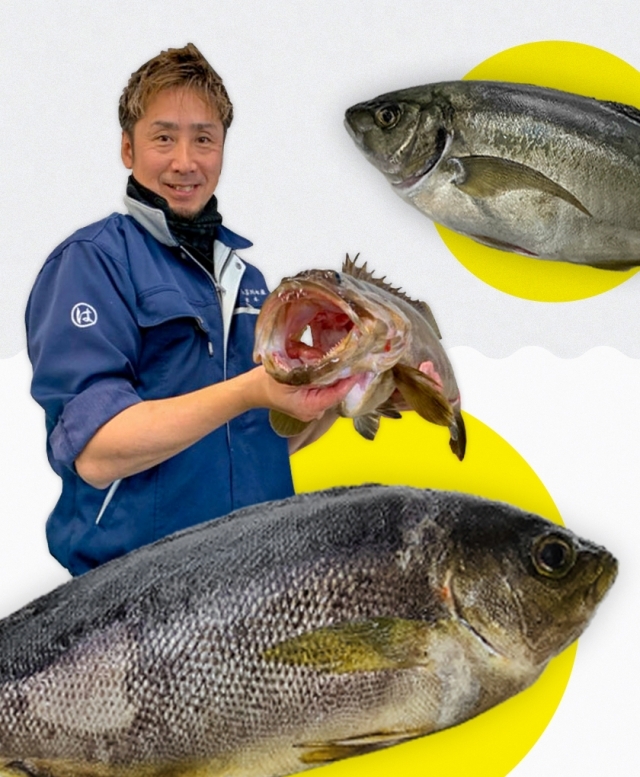 津本式究極の血抜き熟成魚×鎌田醤油